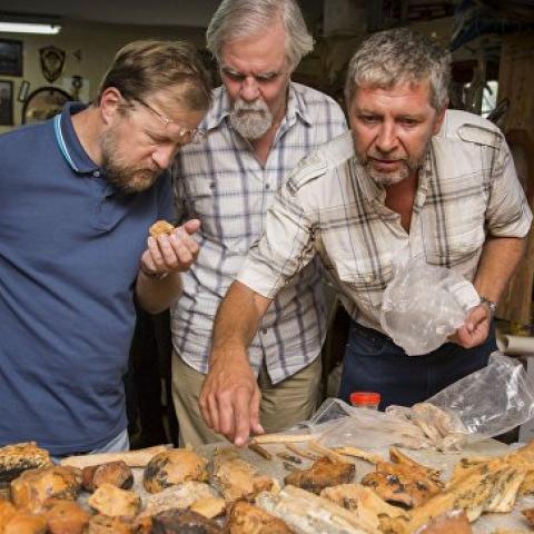 Останки животных из пещеры под "Тавридой" оказались древнейшими в России  